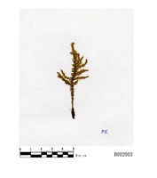 藏品(南亞粗柄苔)的圖片